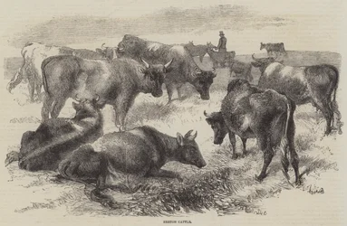 Bretonisches Vieh
